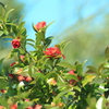 山茶花も元気復活してたけど～