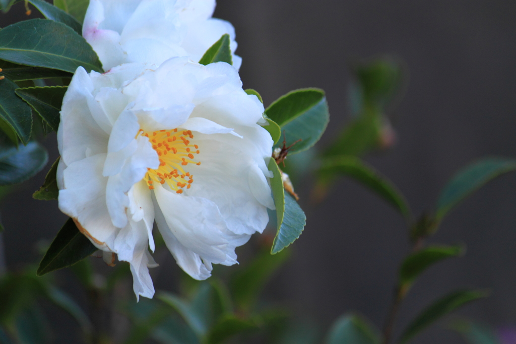 山茶花・・花言葉・・困難に立ち向かうとも