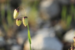 あなたは可愛い小判草