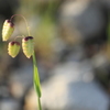 あなたは可愛い小判草