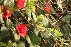 椿　