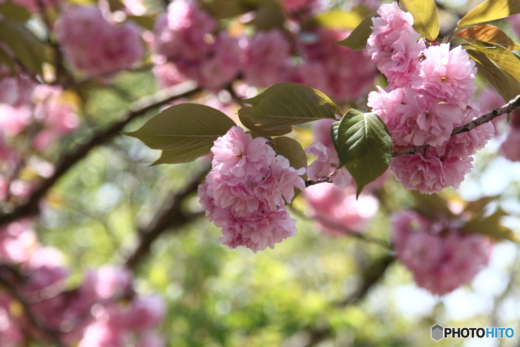 里桜　カンザン