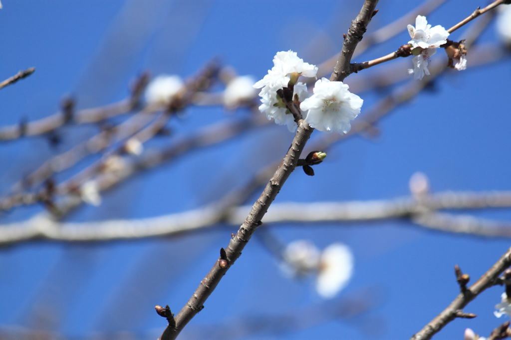 子福桜