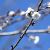 子福桜