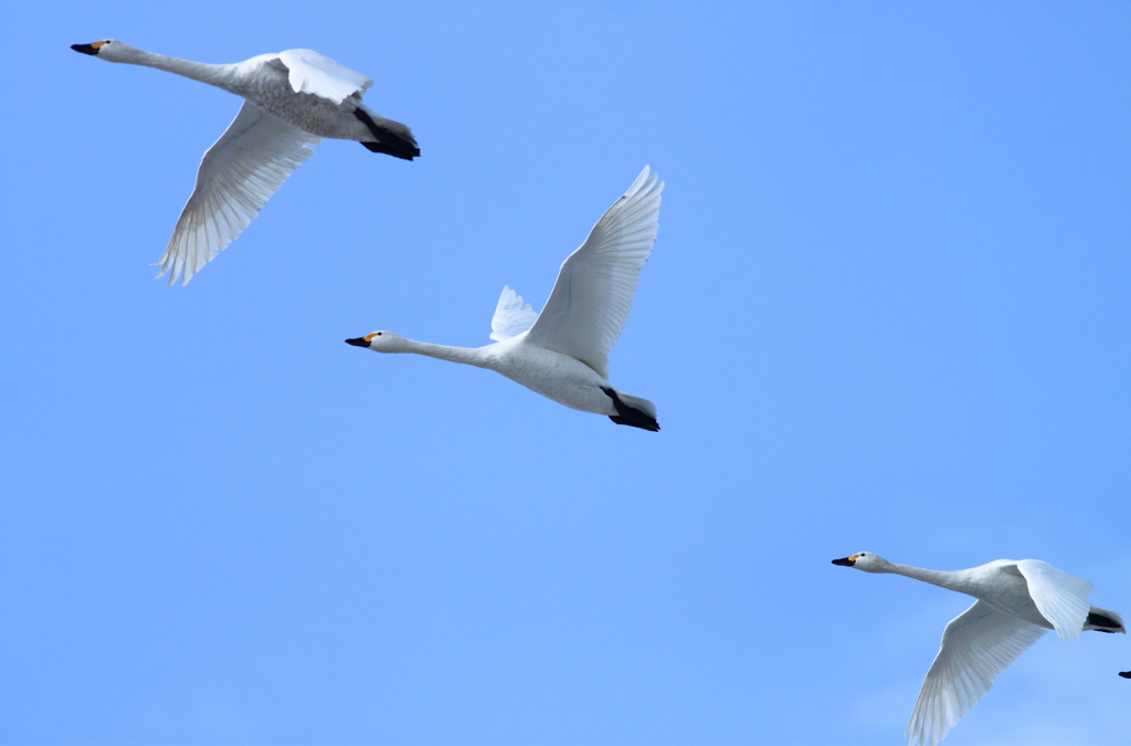 コーコーと鳴きながら次は何処へ～＾＾