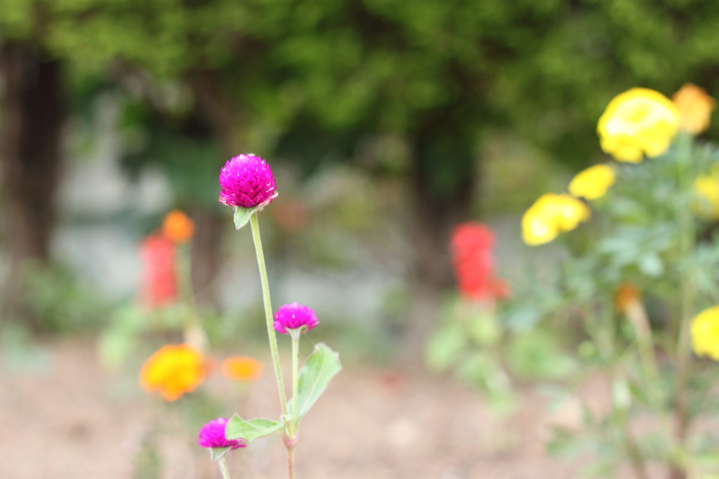 花壇の目立ち屋さん・・千日紅