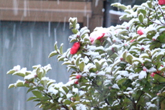 雪が降って来た。。。