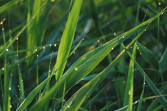 露