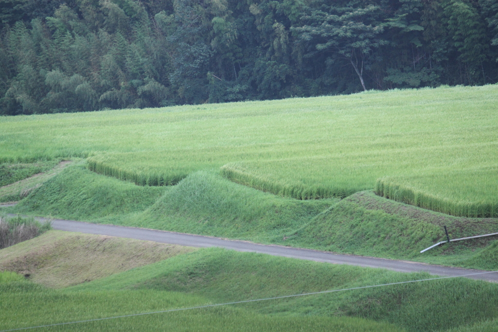 見事な緑の絨毯・・段々畑