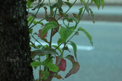 秋を感じて一枚