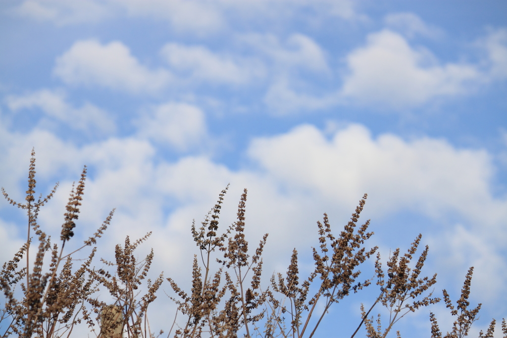 本日は晴天なり　＾＾