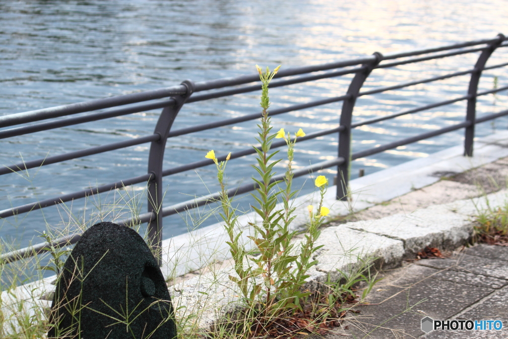 月見草が癒してくれる運河沿いの散歩道