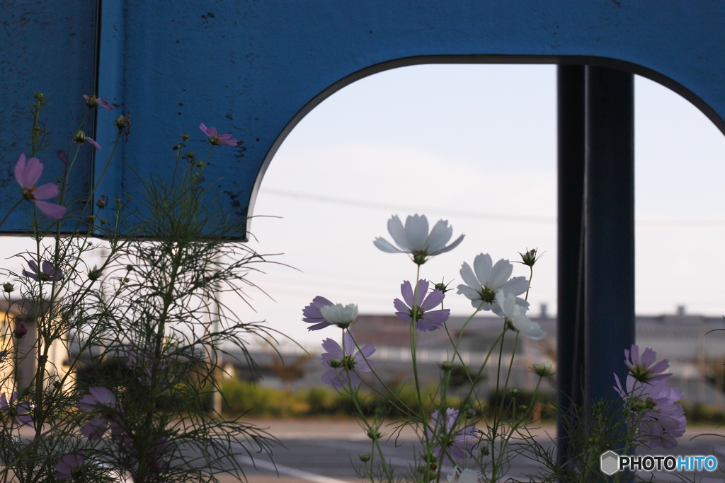 しんみりと秋を思わすコスモスの花