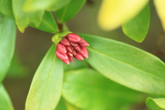 早く咲きたい沈丁花