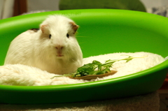 かわいくうつしてね