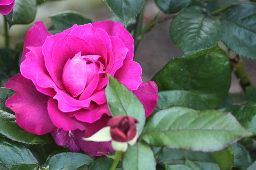 初めまして～貴女は粋  