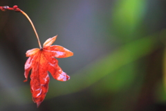 独りぼっちの紅葉楓