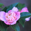 山茶花　丁字車