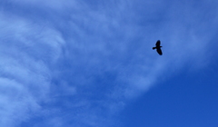 鳥も気持ち良さそう～秋の空