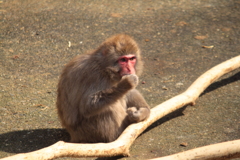 赤い顔で怖すぎる目つき・・怒ってるのかな