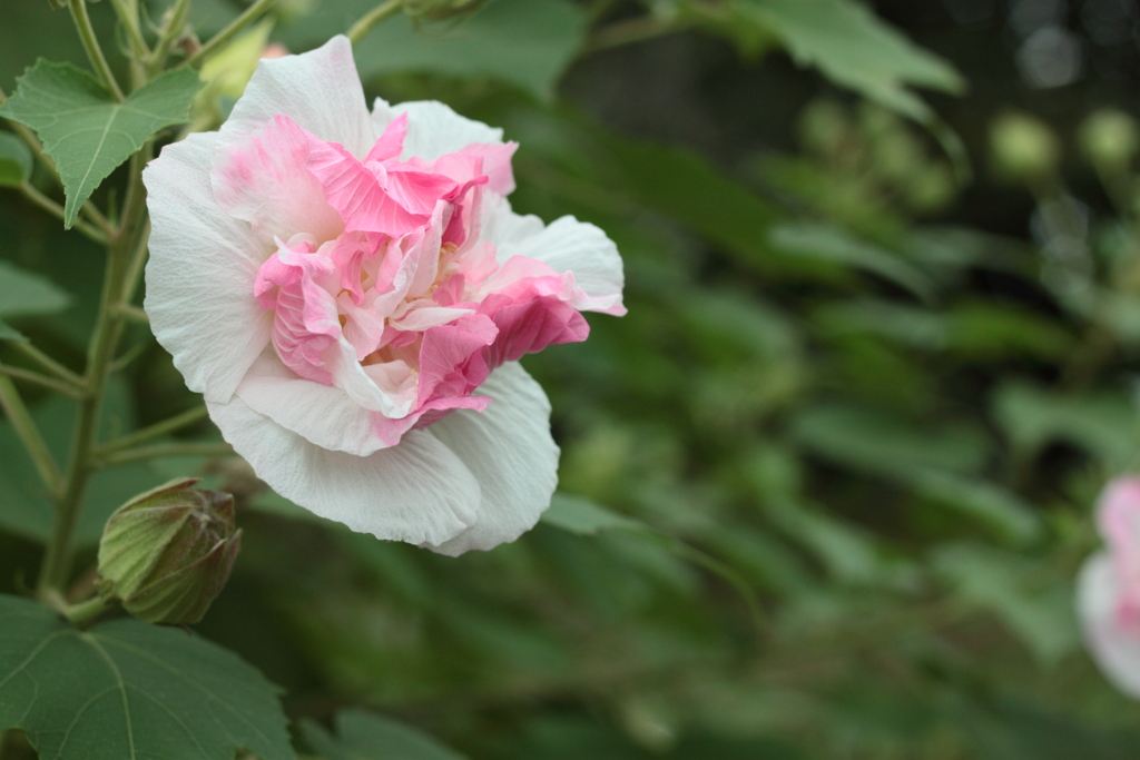 酔芙蓉