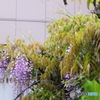 垣間見る藤