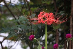 赤い花なら曼珠沙華　♪