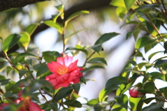 初春の山茶花
