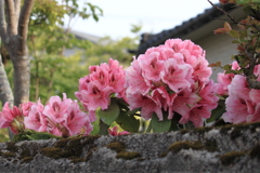 塀の上からお早うさん・・石楠花