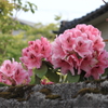 塀の上からお早うさん・・石楠花
