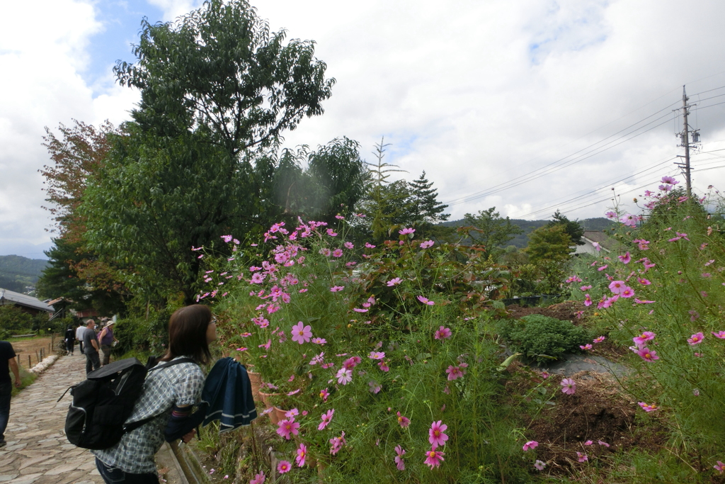 コスモス大好き乙女 ☆