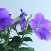 花言葉は追憶・・イメージが合うかもペチュニア