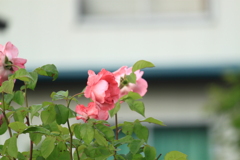 バラの咲いてる道が懐かしい