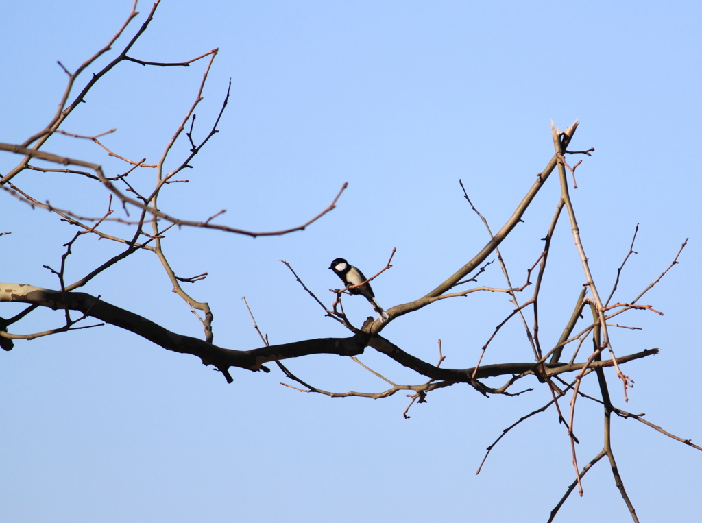 どうやらシジュウカラらしい
