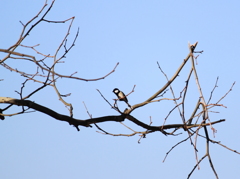 どうやらシジュウカラらしい