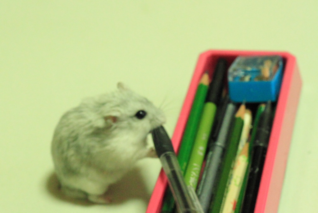 悪戯大好きチビ ^^