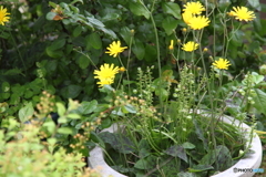 植えて無いのにチャッカリと鉢の中