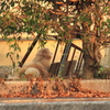 猛暑で吠える元気なし