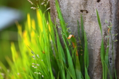 たくましい草たち