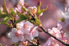 はや咲いてた～河津桜～１
