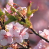 はや咲いてた～河津桜～１