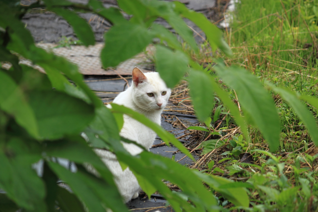 ちょっとだけ・・おすまし野良ちゃん＾＾