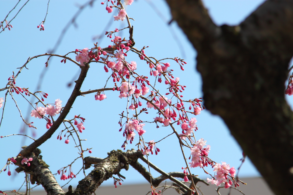 青空バックに枝垂れ桜