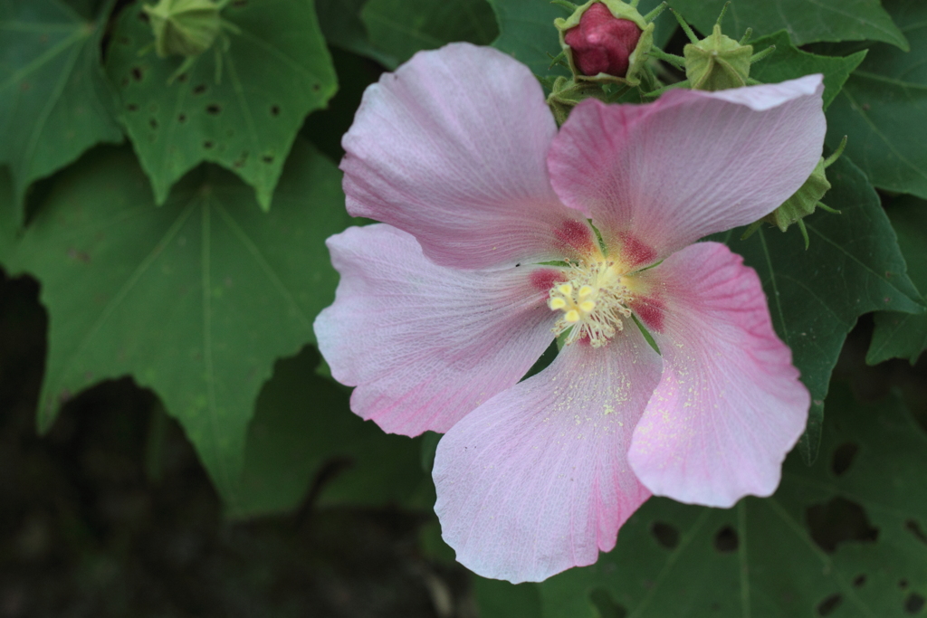 芙蓉