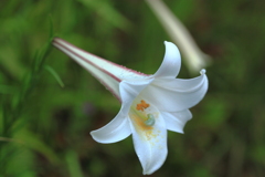 百合