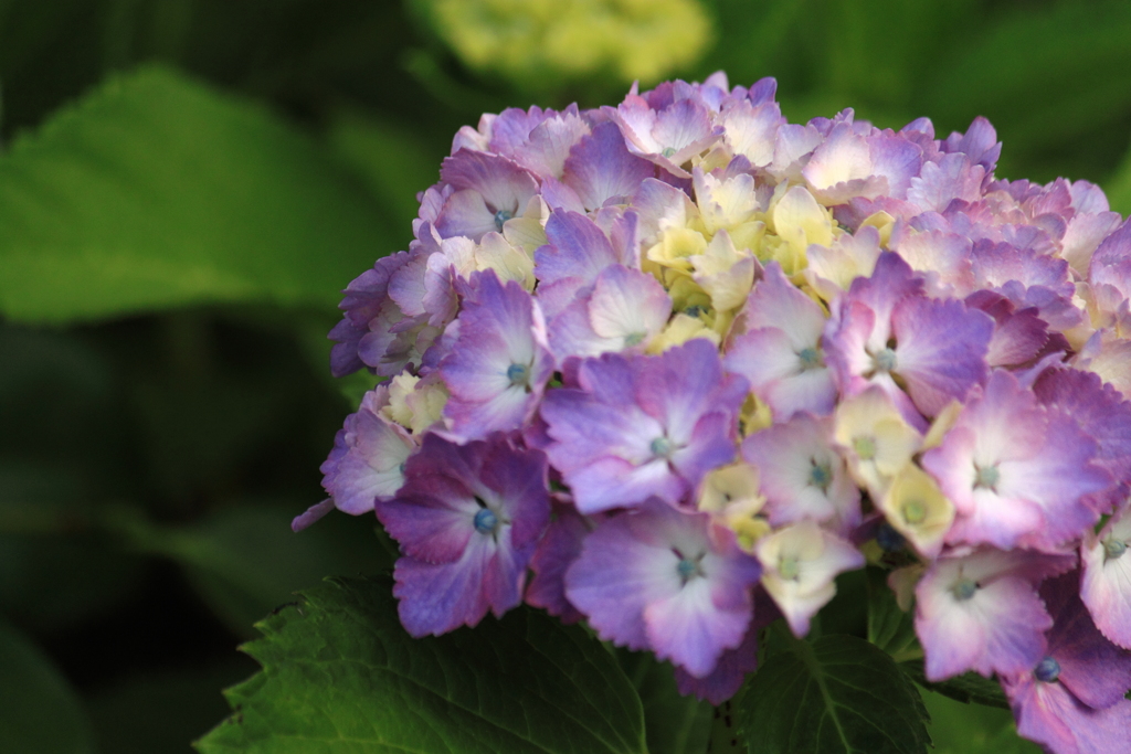 散歩道の紫陽花２