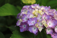 散歩道の紫陽花２