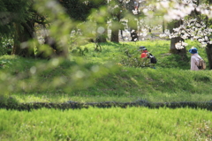 緑地公園の春