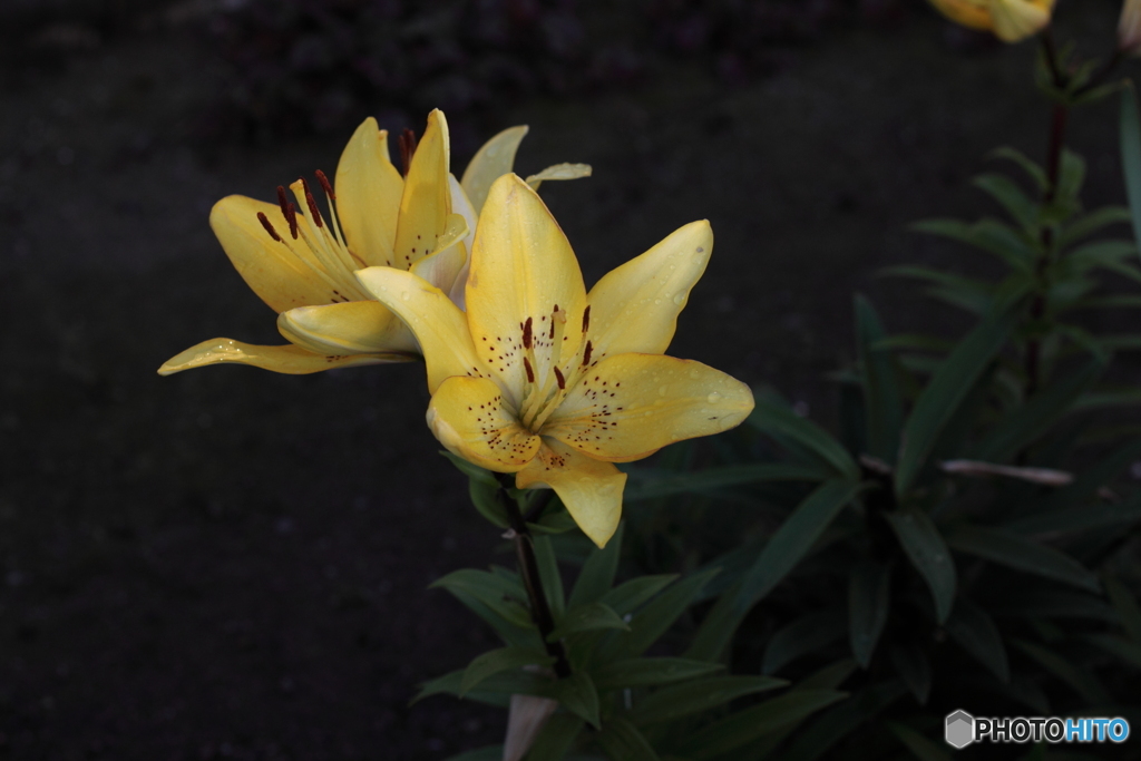 散歩道際の百合の花