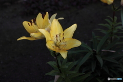 散歩道際の百合の花